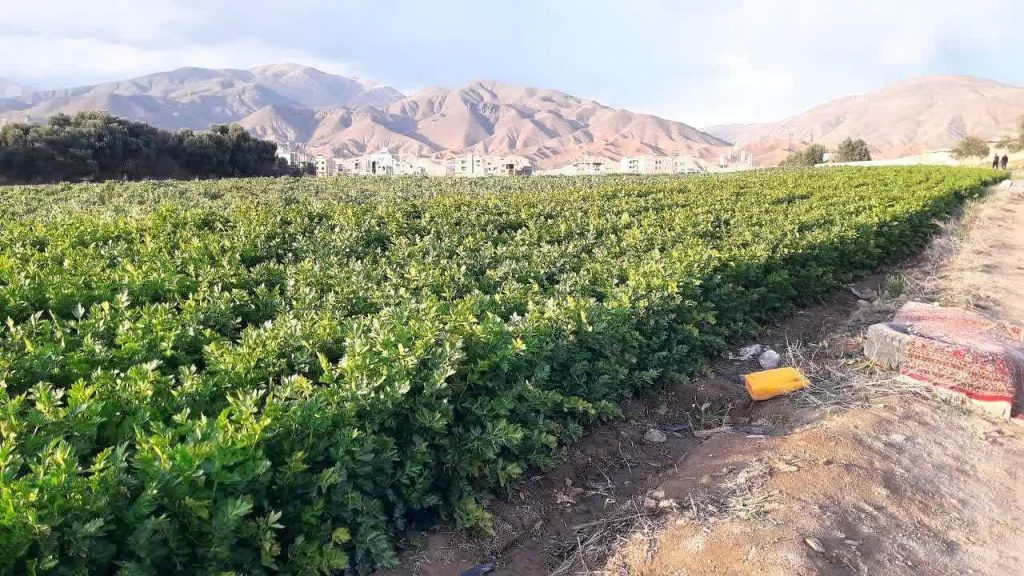 آغاز برداشت کرفس برای اولین بار از مزرعه موقوفه در طارم