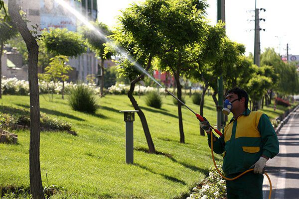 سم پاشی بهاره درختان در فضای عمومی شهر