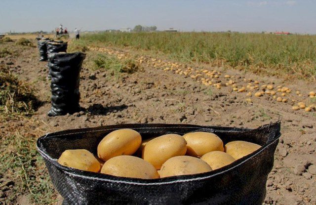 آغاز برداشت سیب زمینی از مزارع کشاورزی استان زنجان